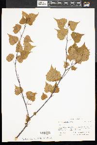 Betula populifolia image