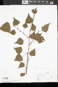 Betula populifolia image