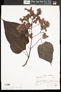 Catalpa bignonioides image