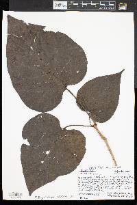 Catalpa speciosa image