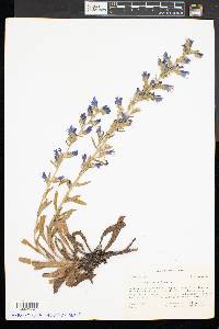 Echium vulgare image