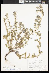 Echium vulgare image