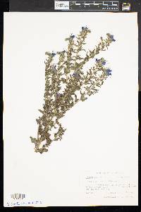 Echium vulgare image