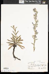 Echium vulgare image
