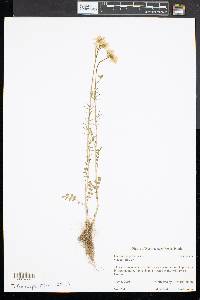 Cardamine pratensis image