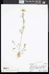 Cardamine pratensis image