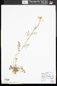 Cardamine pratensis image