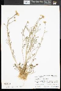 Cardamine pratensis image