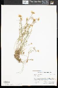 Cardamine pratensis image