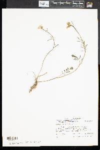 Cardamine pratensis image