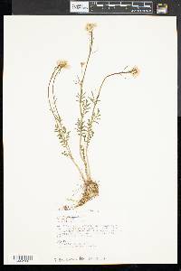 Cardamine pratensis image