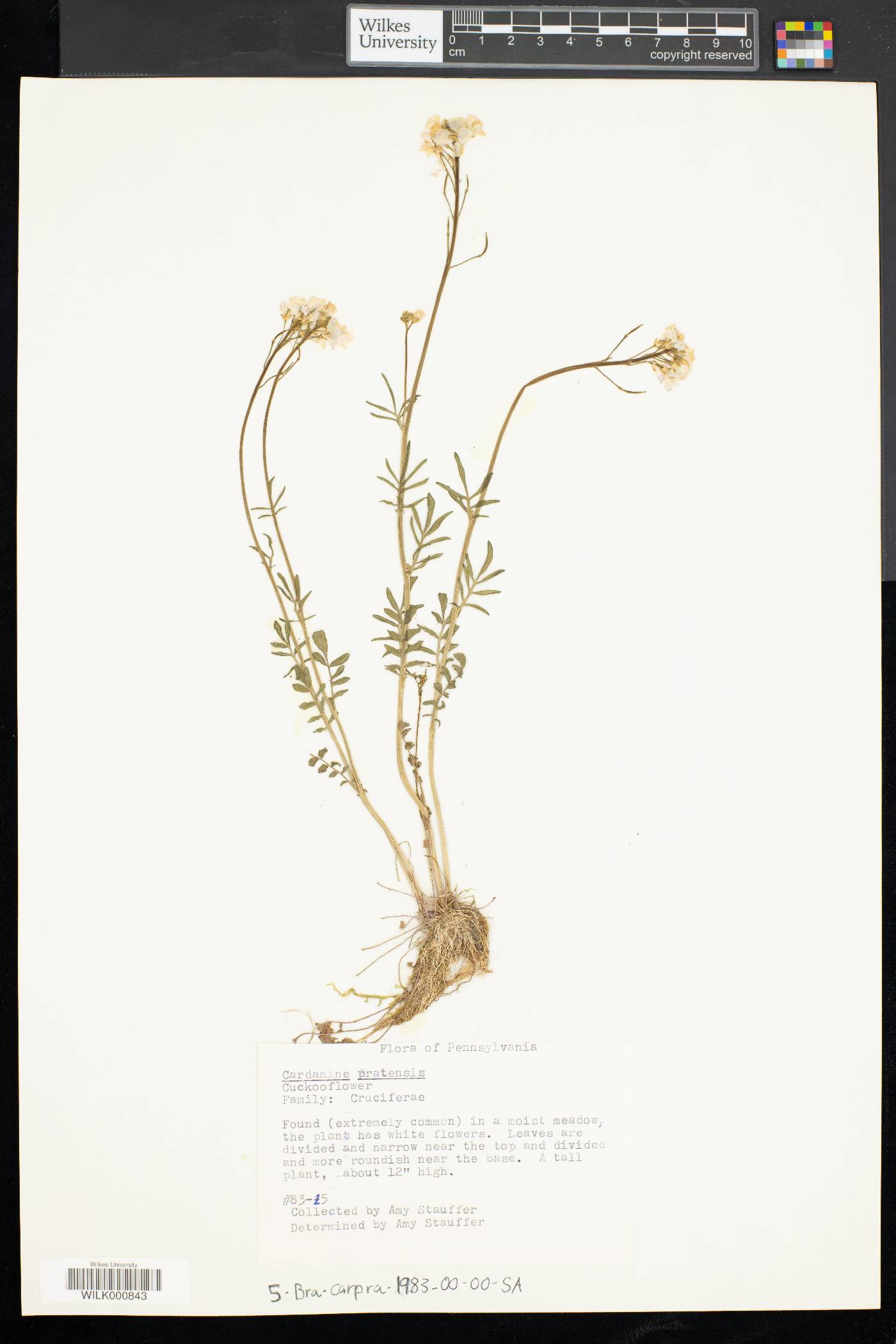 Cardamine pratensis image