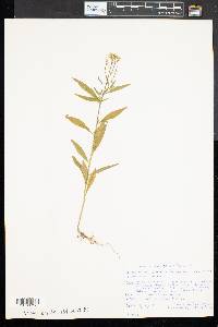 Erysimum cheiranthoides image