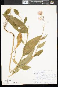 Hesperis matronalis image