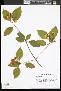Viburnum cassinoides image