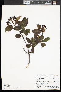 Viburnum cassinoides image