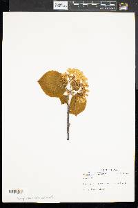 Viburnum lantanoides image