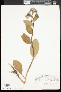 Mertensia virginica image