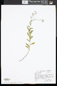 Myosotis scorpioides image