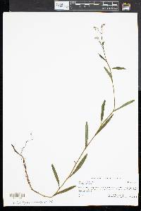 Myosotis scorpioides image
