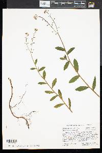 Myosotis scorpioides image