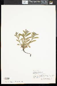 Myosotis scorpioides image