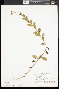 Myosotis scorpioides image