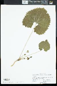 Alliaria petiolata image