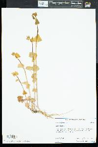 Alliaria petiolata image