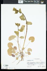 Alliaria petiolata image