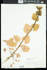 Alliaria petiolata image