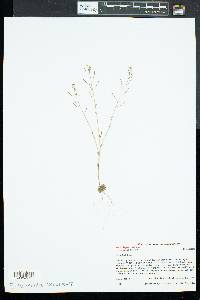 Arabidopsis thaliana image