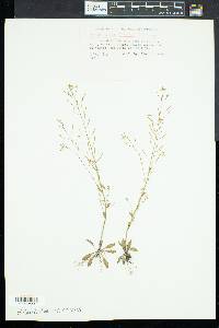 Arabidopsis thaliana image