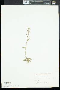 Arabidopsis thaliana image