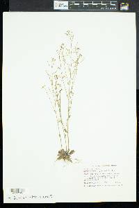 Arabidopsis thaliana image