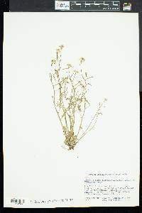 Arabidopsis lyrata image