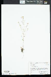 Arabis hirsuta image