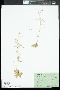 Arabis hirsuta image