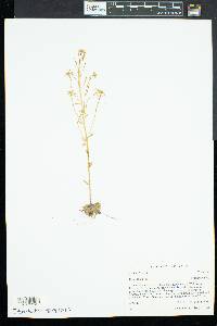 Arabis hirsuta image