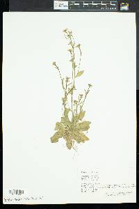 Arabis hirsuta image