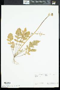 Brassica juncea image