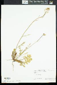 Brassica juncea image