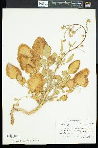 Brassica nigra image