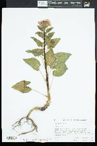 Lunaria annua image