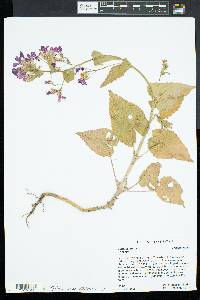 Lunaria annua image