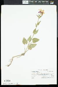 Lunaria annua image