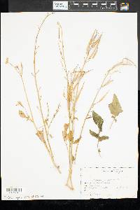 Raphanus raphanistrum image