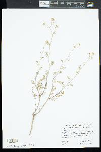 Rorippa sylvestris image