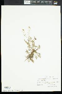 Rorippa sylvestris image