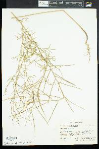 Sisymbrium altissimum image